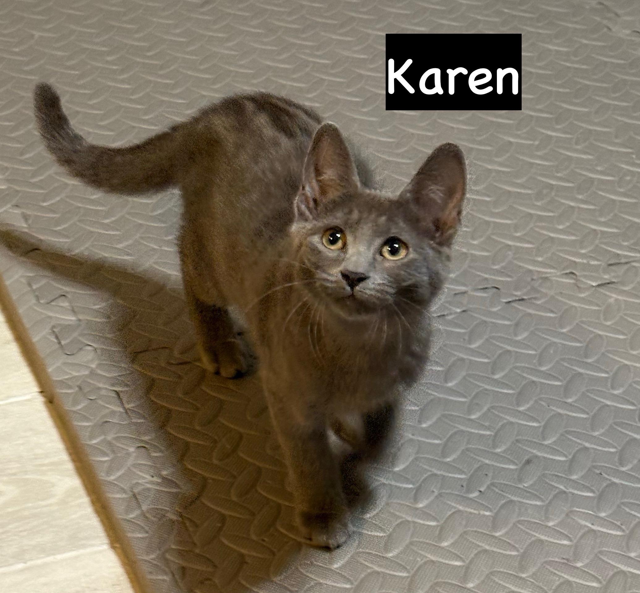 KAREN N - Gentle kitten