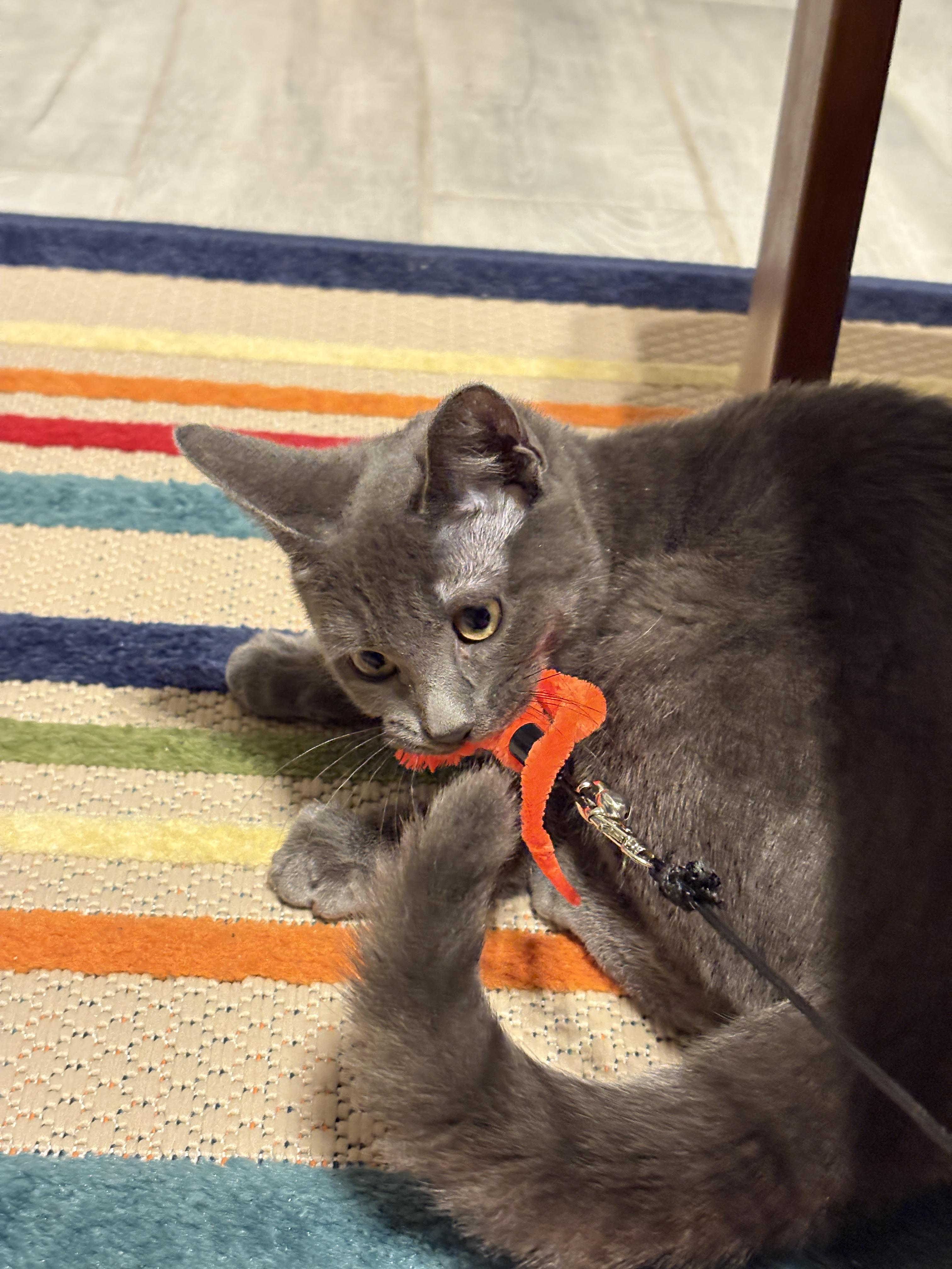 KAREN N - Gentle kitten