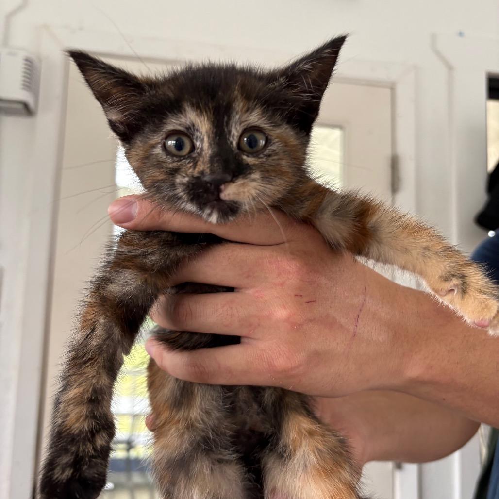 Dunker, Adoptable, Kitten Female Domestic Short Hair.