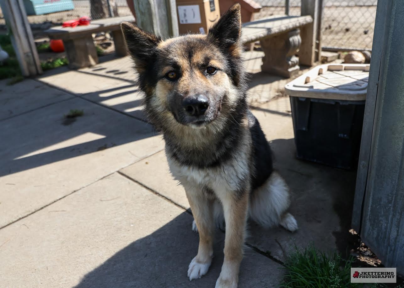 Enlarge Dory, a ADOPTABLE mixed breed in Oakdale, CA image 2/2