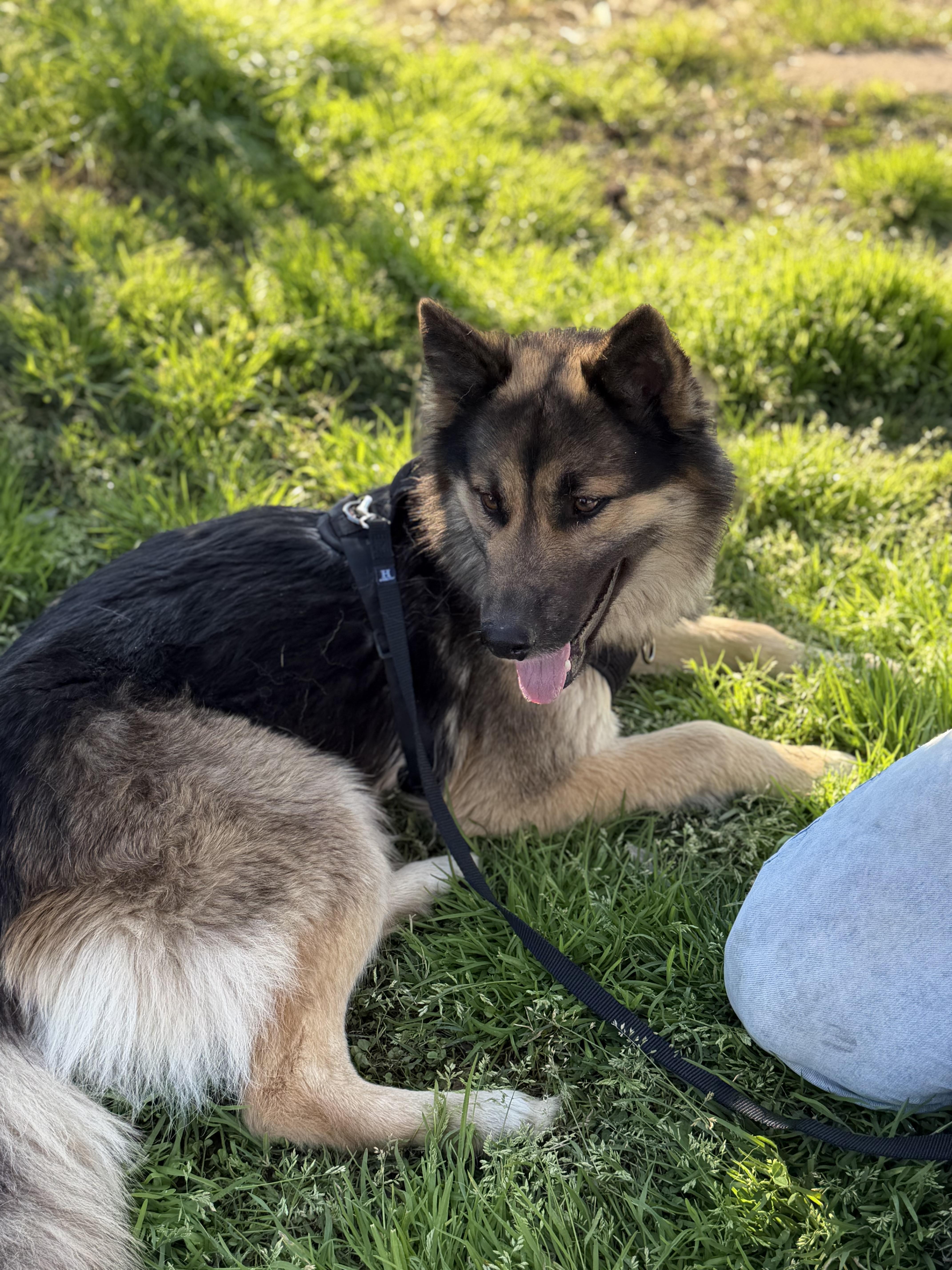 Dory, ADOPTABLE, Adult Female German Shepherd Dog.