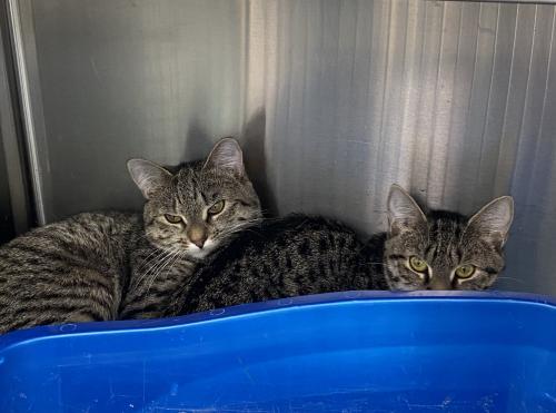 Enlarge Cheeky-Puff and Flip, a Adoptable mixed breed in Webster, MA image 1/2