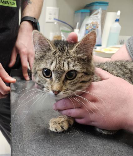 Enlarge Cheeky-Puff and Flip, a Adoptable mixed breed in Webster, MA image 2/2