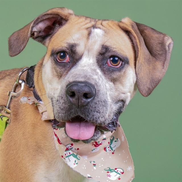 Enlarge HAZELNUT, a Adoptable mixed breed in Saint Louis, MO image 1/1