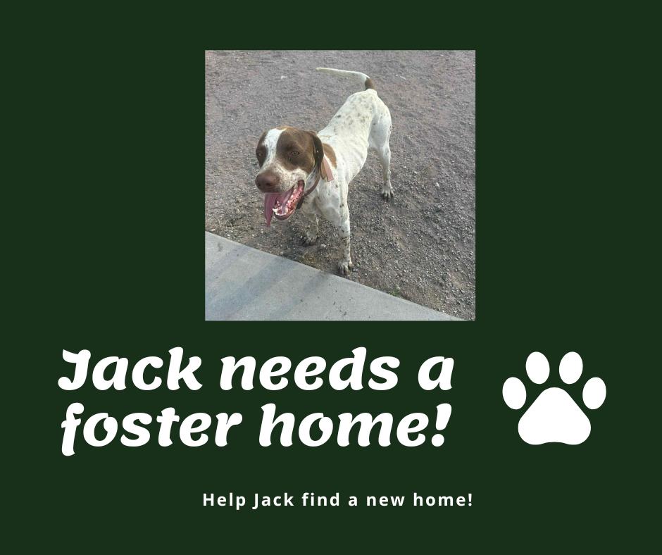Enlarge Needs Foster Jack (SC), an adopted English Pointer in Bridgeton, NJ image 1/1