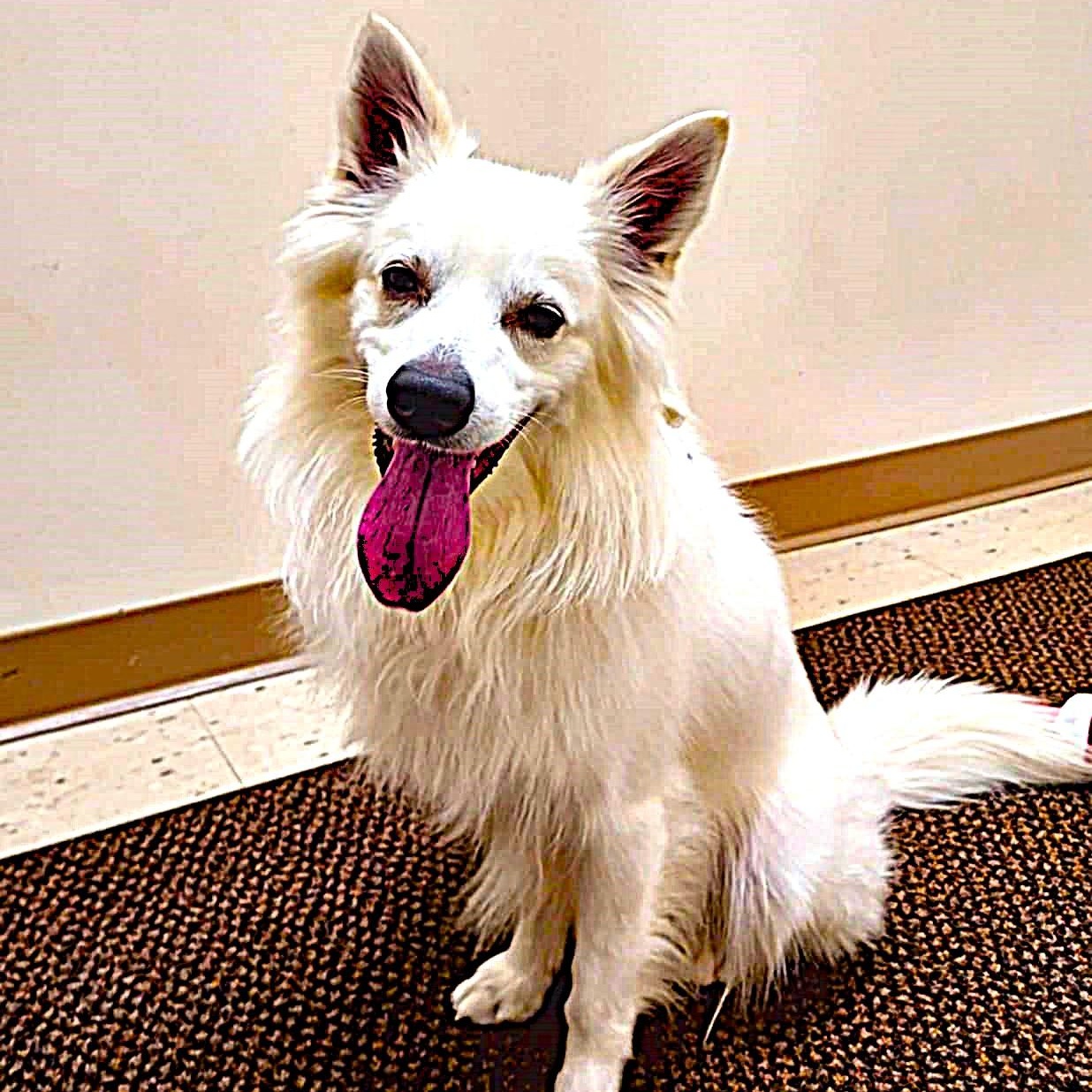 Max, a Adoptable American Eskimo Dog image 1/6