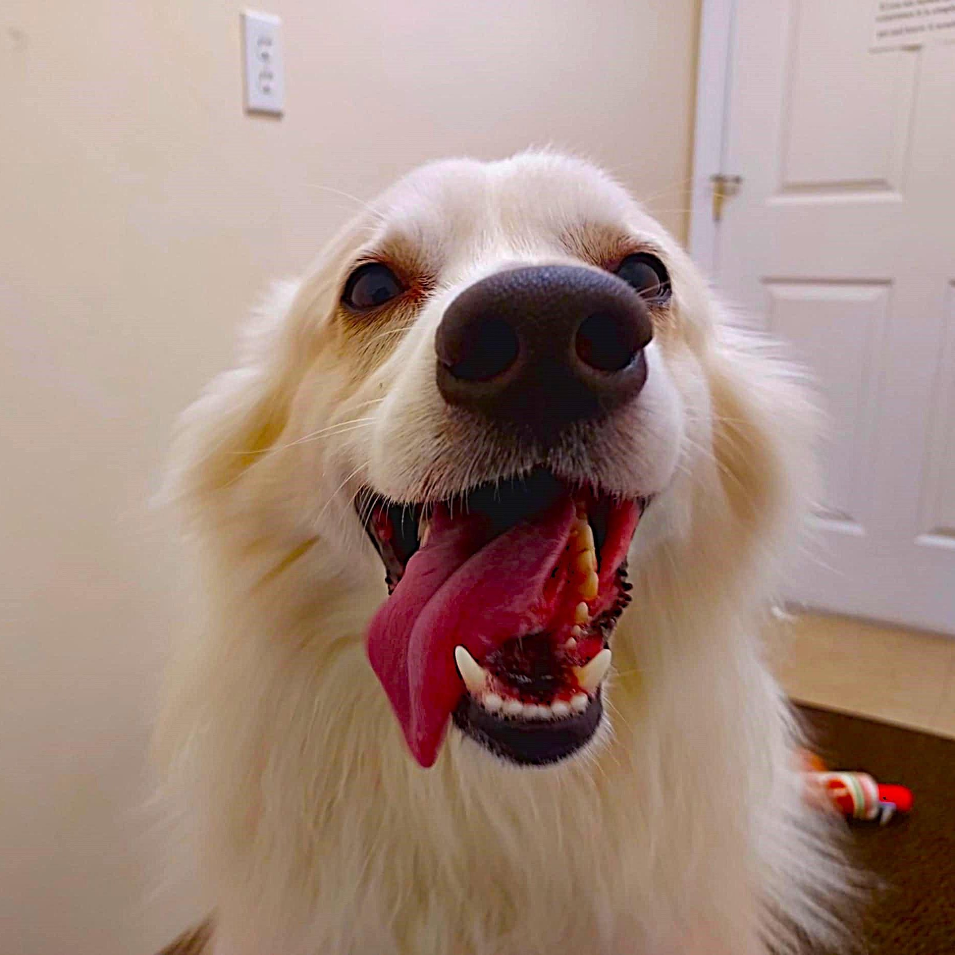 Max, a Adoptable American Eskimo Dog image 2/6