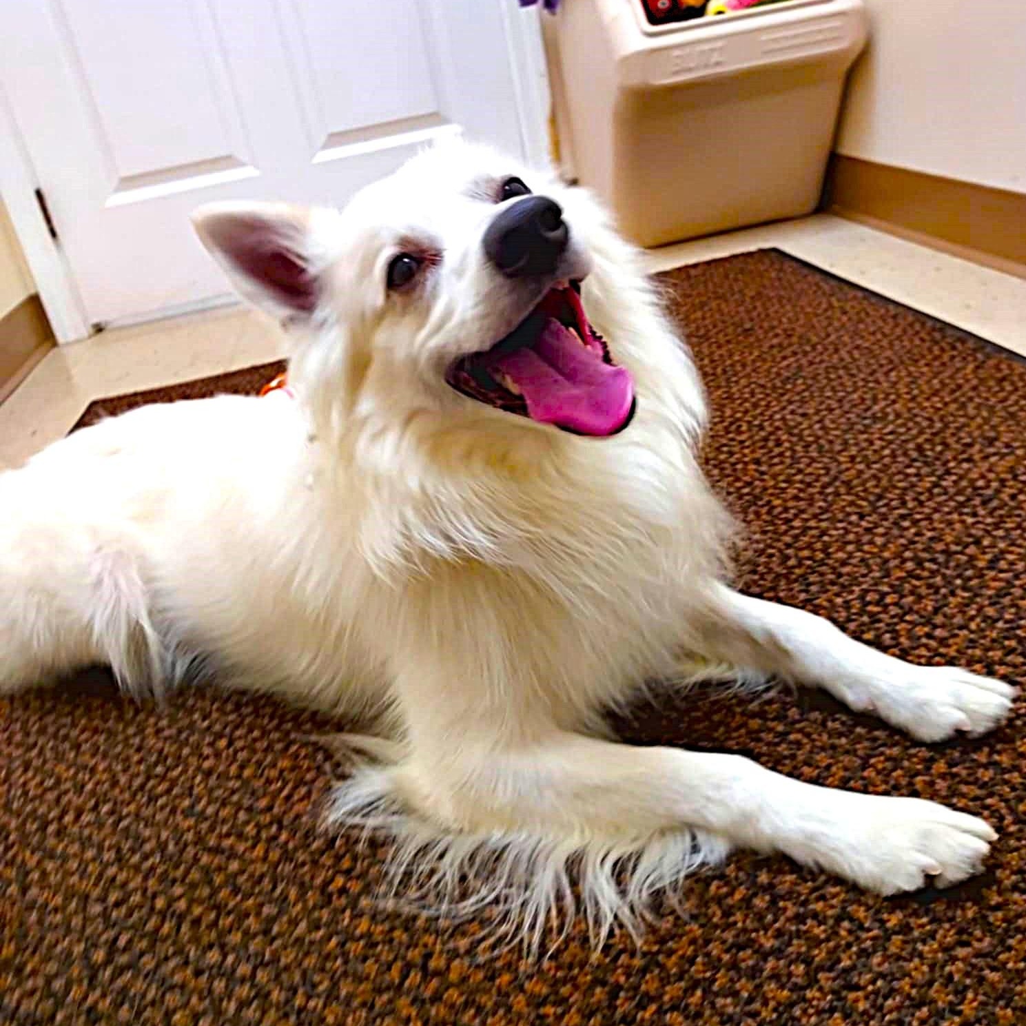 Max, a Adoptable American Eskimo Dog image 3/6