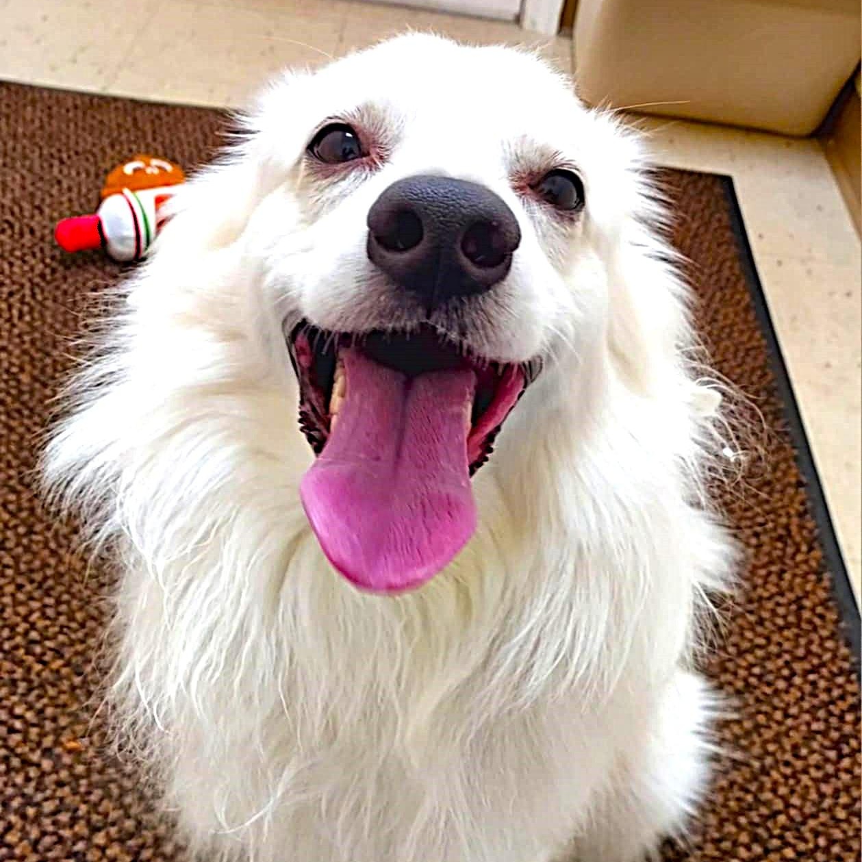 Max, a Adoptable American Eskimo Dog image 4/6