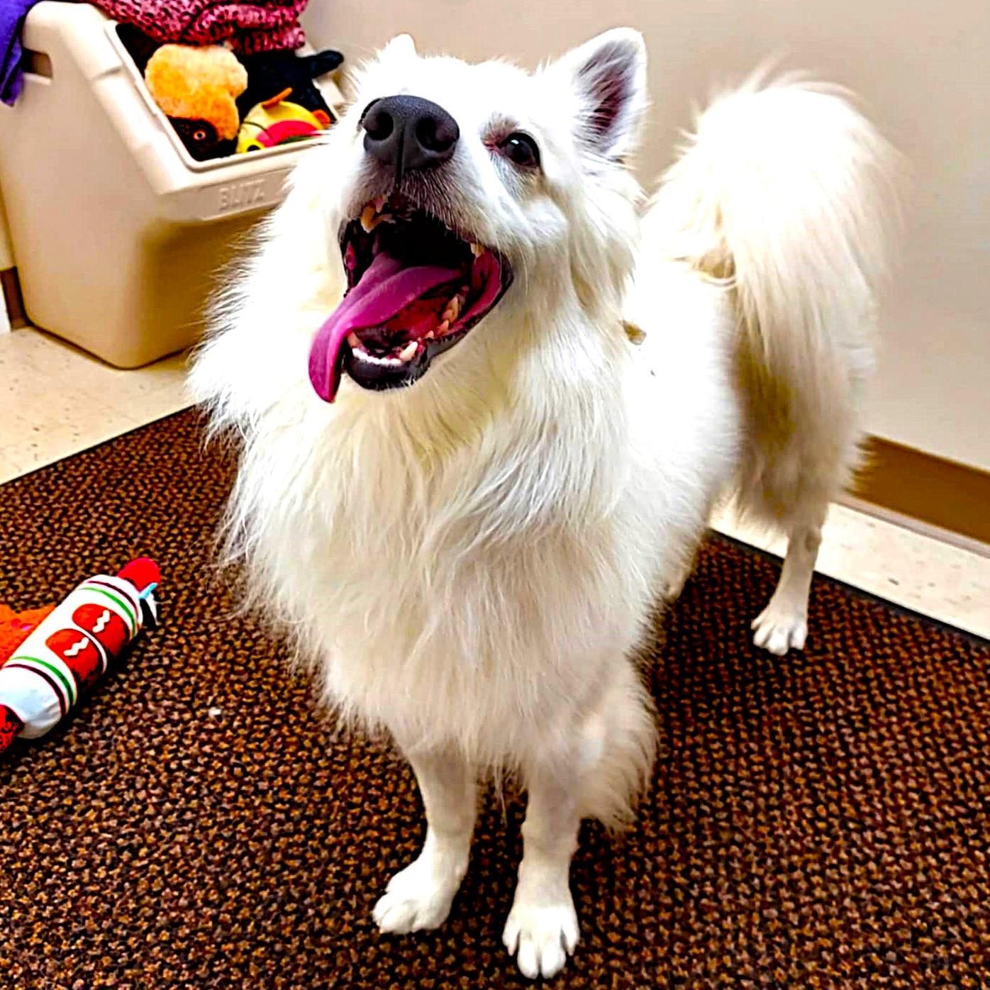 Max, a Adoptable American Eskimo Dog image 5/6