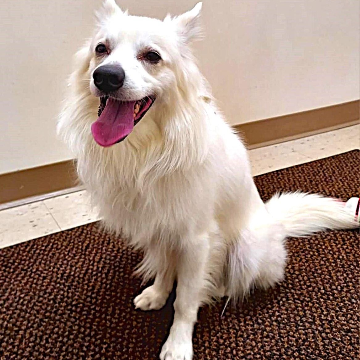 Max, a Adoptable American Eskimo Dog image 6/6