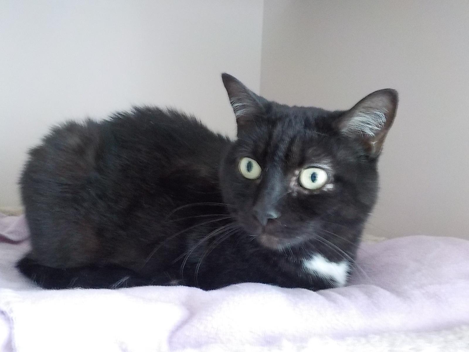 Enlarge JJ, a ADOPTABLE Domestic Short Hair in Waterdown, ON image 1/1