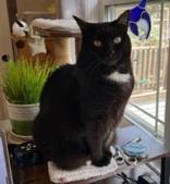 Enlarge JJ, a ADOPTABLE Domestic Short Hair in Waterdown, ON image 1/1