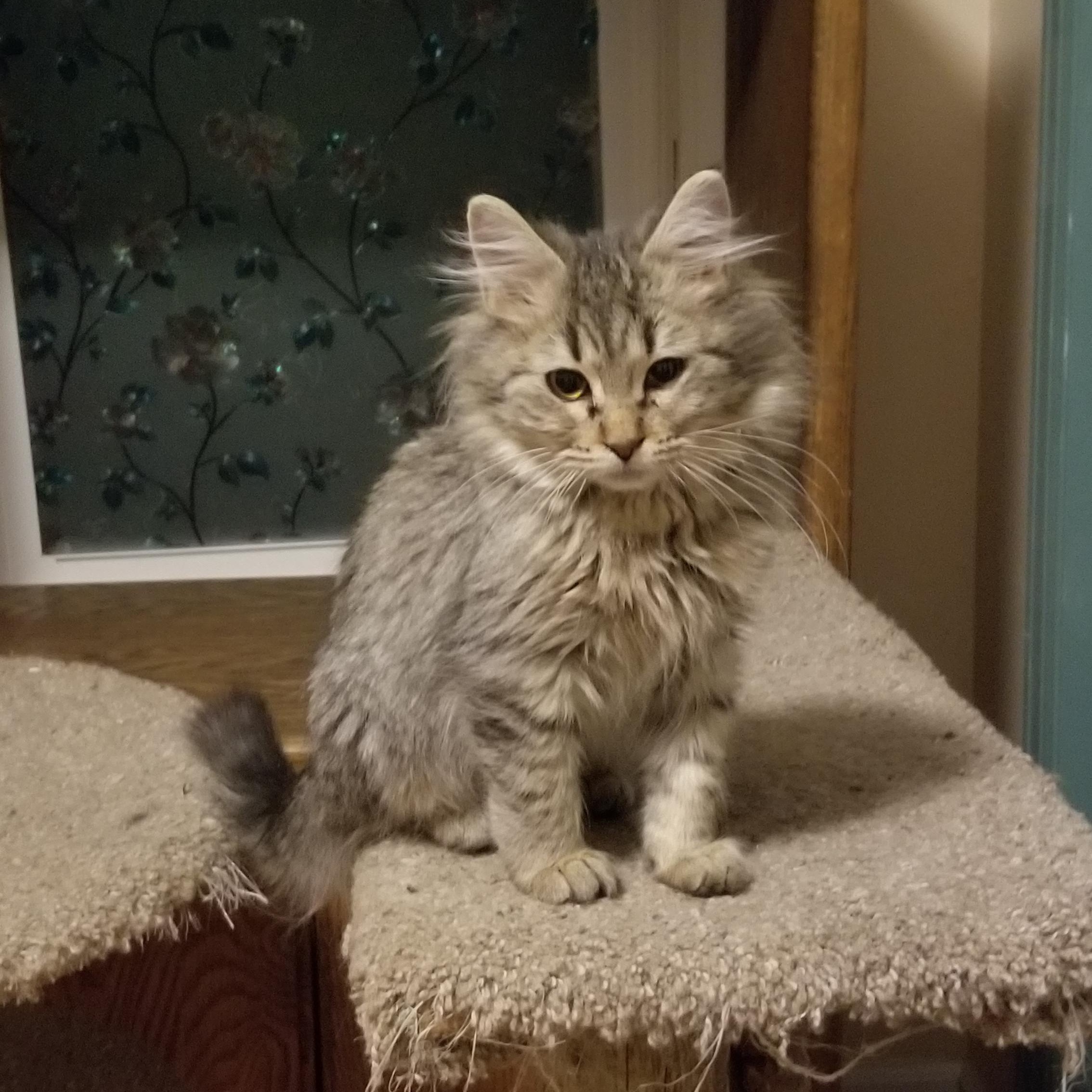 Enlarge Mary, a ADOPTABLE Tabby in Cedaredge, CO image 2/2