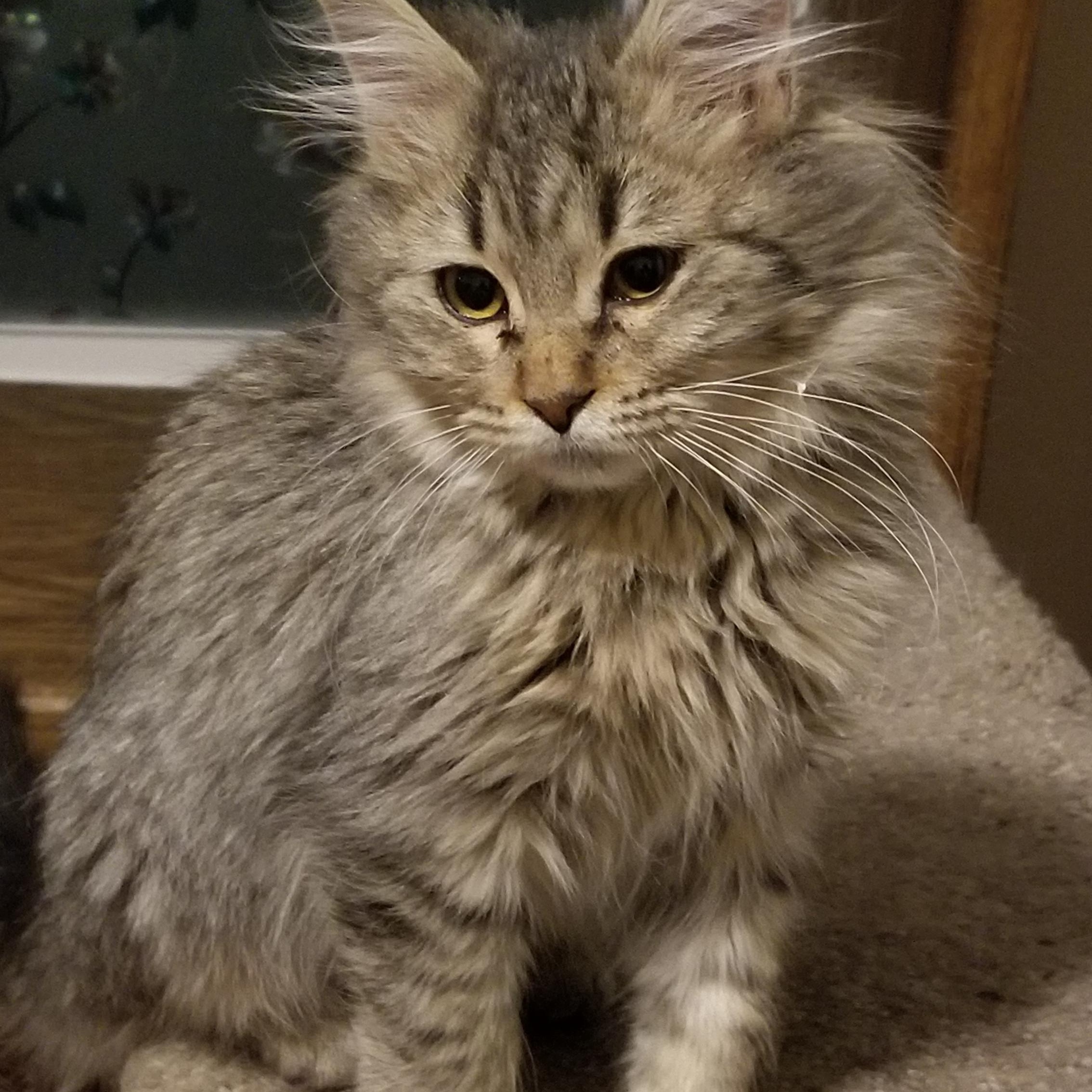 Enlarge Mary, a ADOPTABLE Tabby in Cedaredge, CO image 1/2