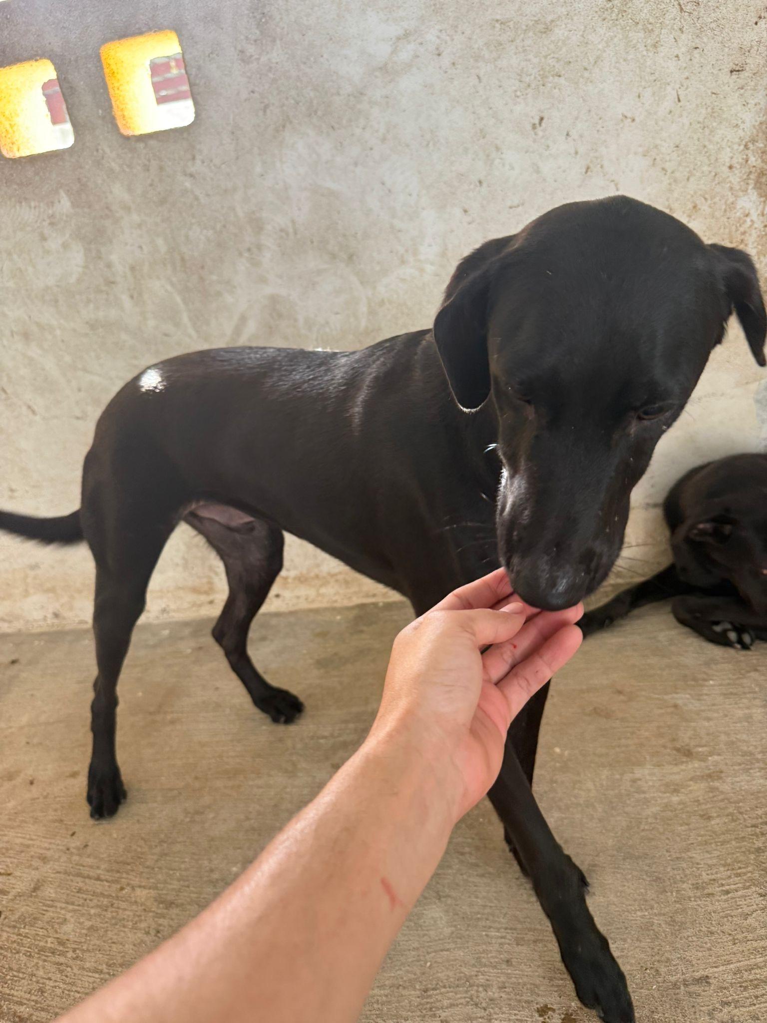 Enlarge Callahan, a ADOPTABLE mixed breed in ISABELA, PR image 1/1