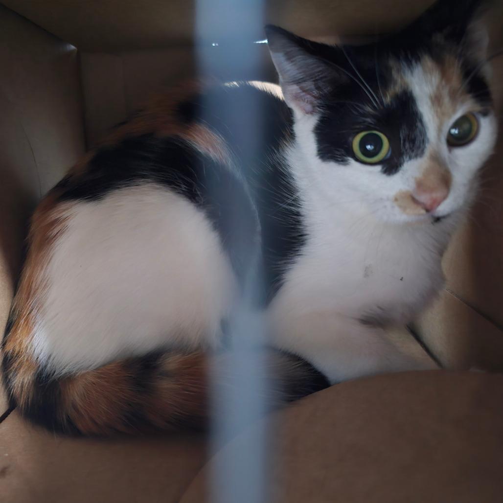 Ivy, Adoptable, Young Female Domestic Short Hair.