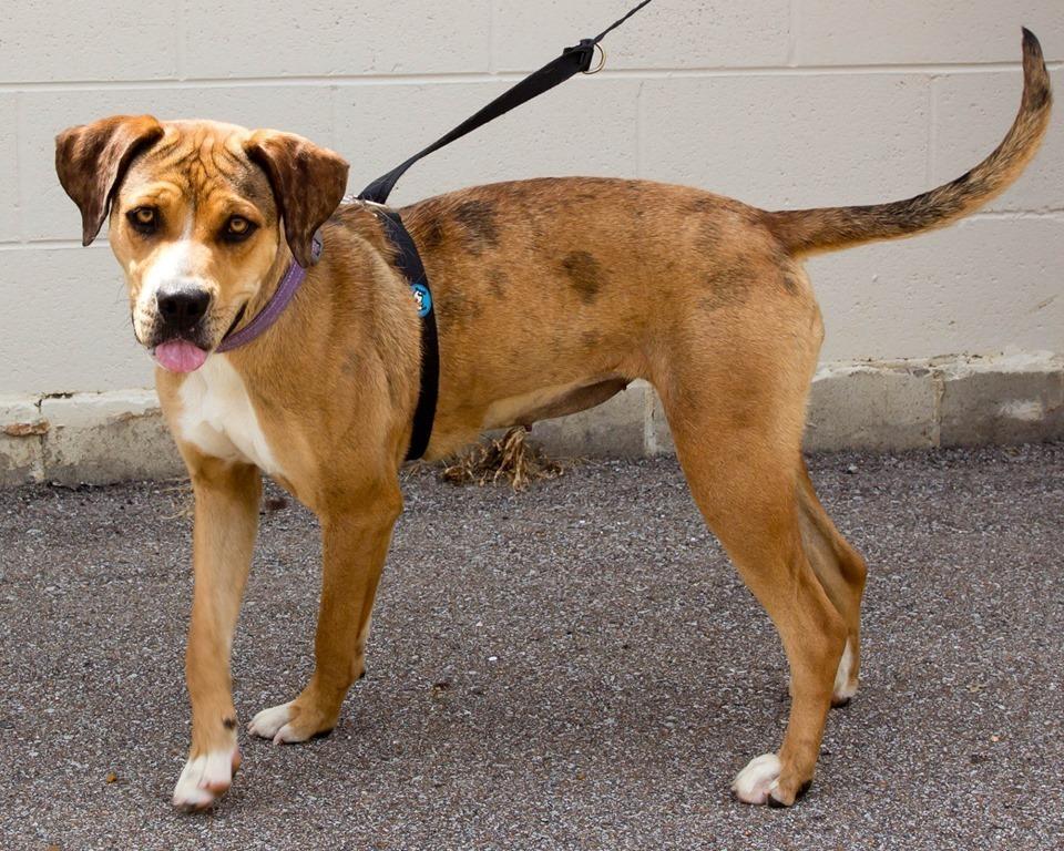 Lucky, a Adopted mixed breed in Lexington, TN image 1/3