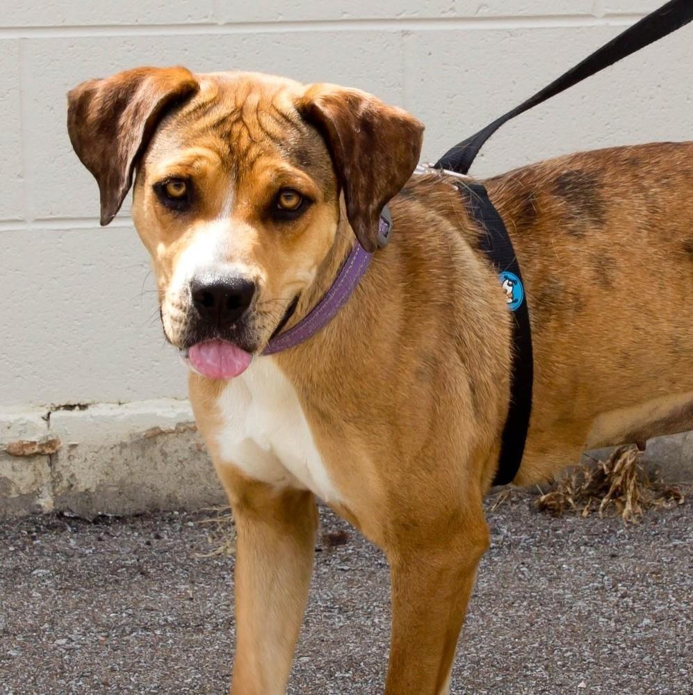 Lucky, a Adopted mixed breed in Lexington, TN image 2/3