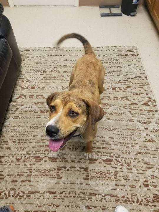 Lucky, a Adopted mixed breed in Lexington, TN image 3/3