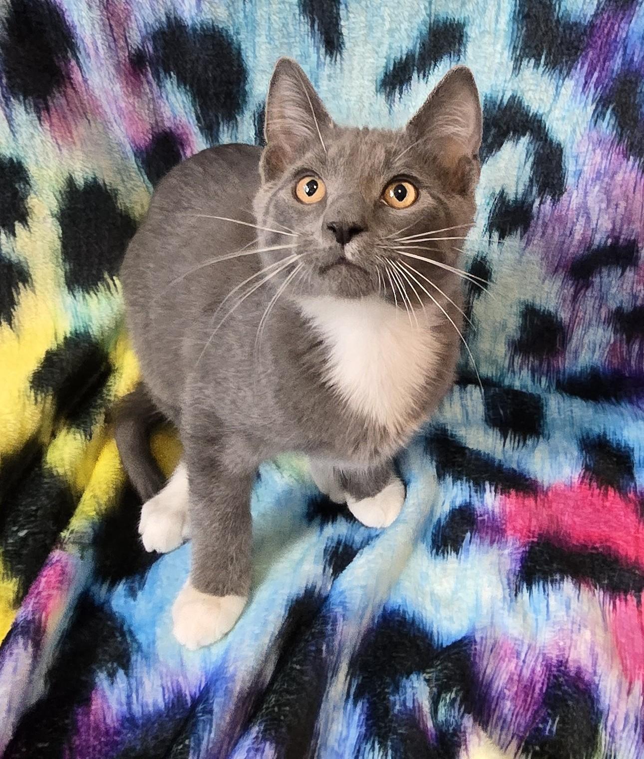 Enlarge NOAH, a ADOPTABLE Domestic Short Hair in Chicago Ridge, IL image 1/3