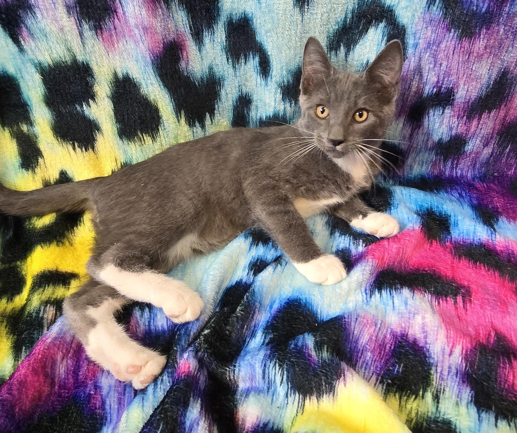 Enlarge NOAH, a ADOPTABLE Domestic Short Hair in Chicago Ridge, IL image 3/3