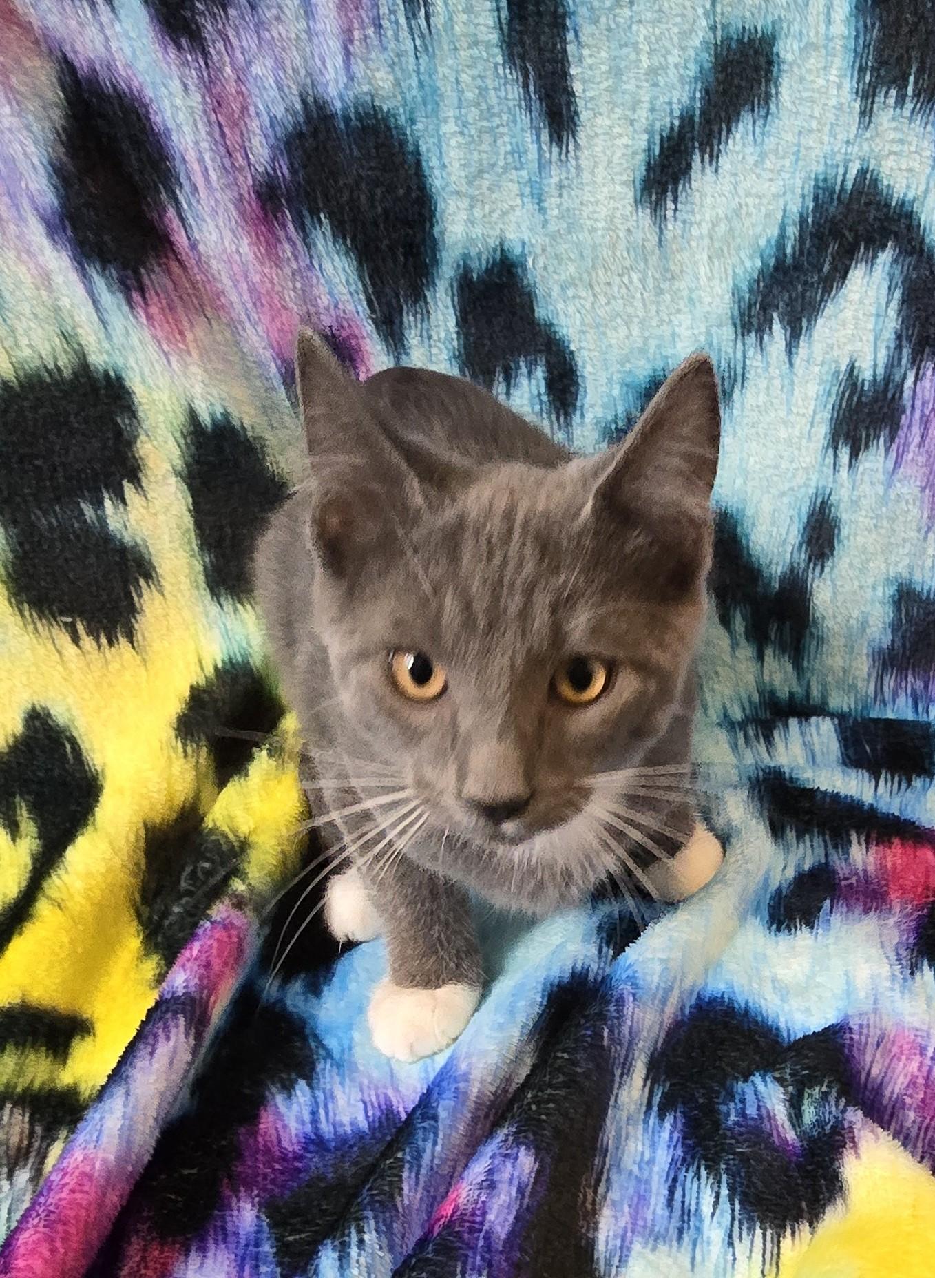 Enlarge NOAH, a ADOPTABLE Domestic Short Hair in Chicago Ridge, IL image 2/3