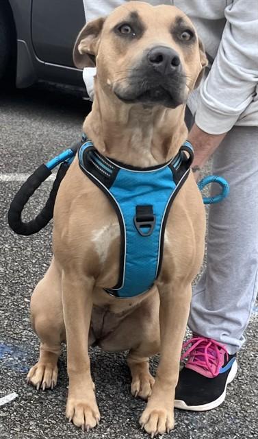 JOLENE, Adoptable, Young Female Black Mouth Cur.