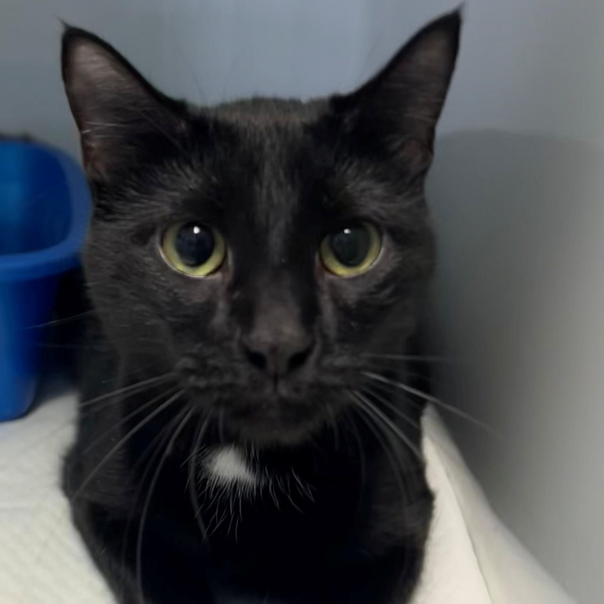 Mordecai, adopted, Adult Male Domestic Short Hair.