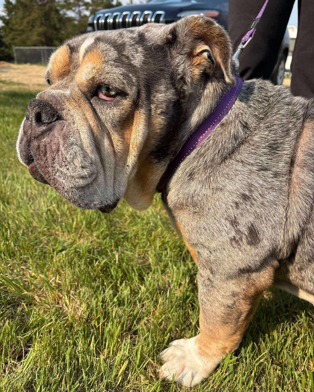 GRACIE, a Adopted English Bulldog in Calgary, AB image 5/6