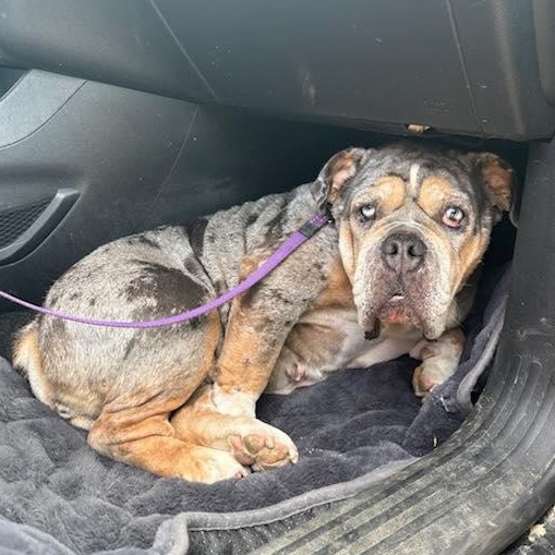 GRACIE, a Adopted English Bulldog in Calgary, AB image 2/6
