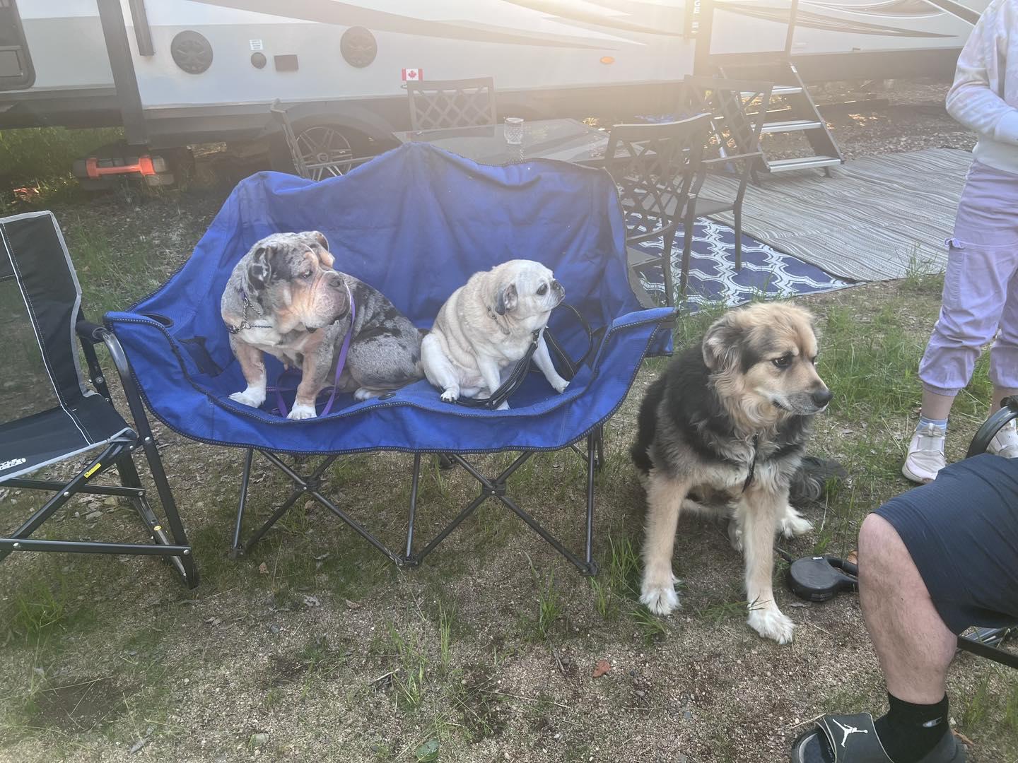 GRACIE, a Adopted English Bulldog in Calgary, AB image 6/6