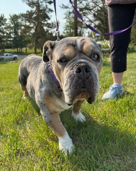 GRACIE, Adopted, Adult Female English Bulldog.