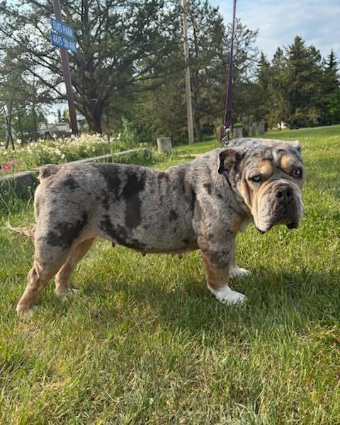 GRACIE, a Adopted English Bulldog in Calgary, AB image 3/6