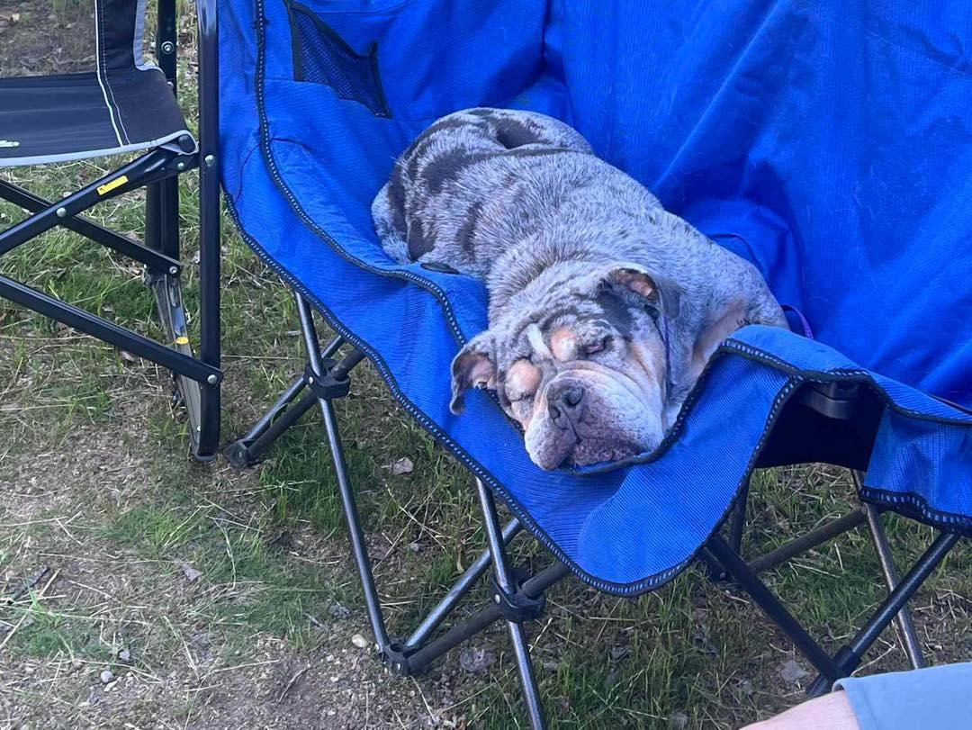 GRACIE, a Adopted English Bulldog in Calgary, AB image 4/6