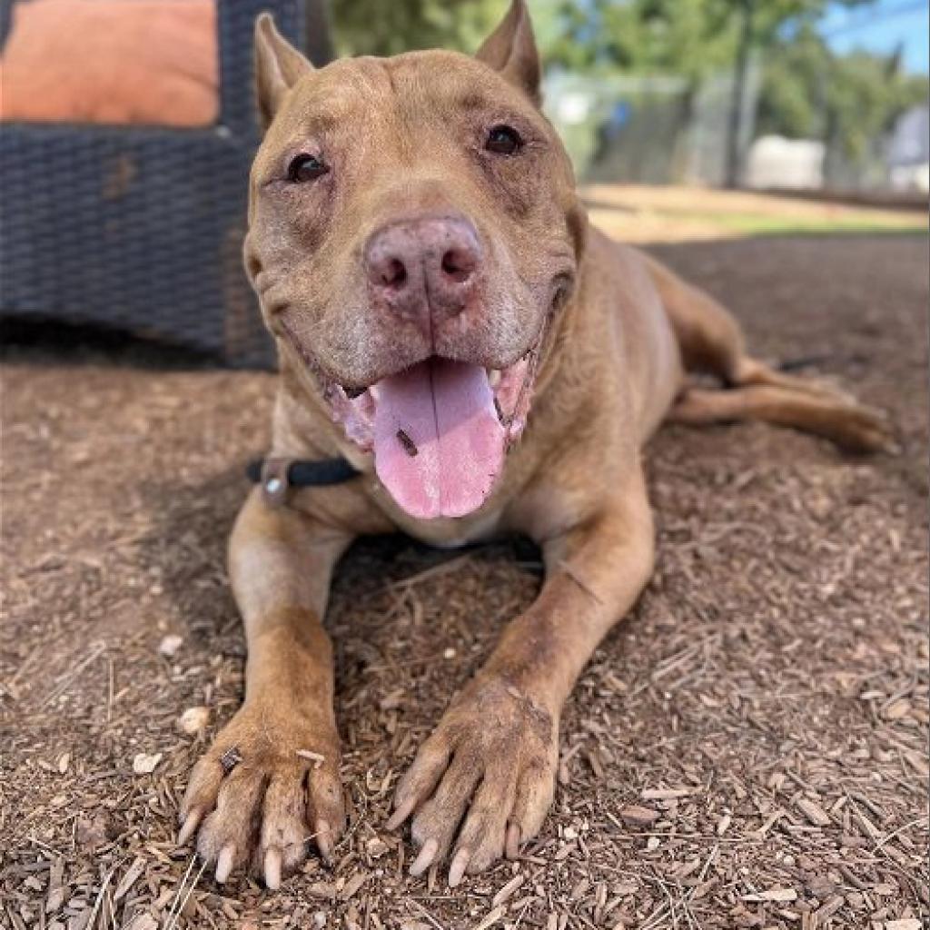 Enlarge Cooper, a Adoptable Pit Bull Terrier in Silver Spring, MD image 1/6