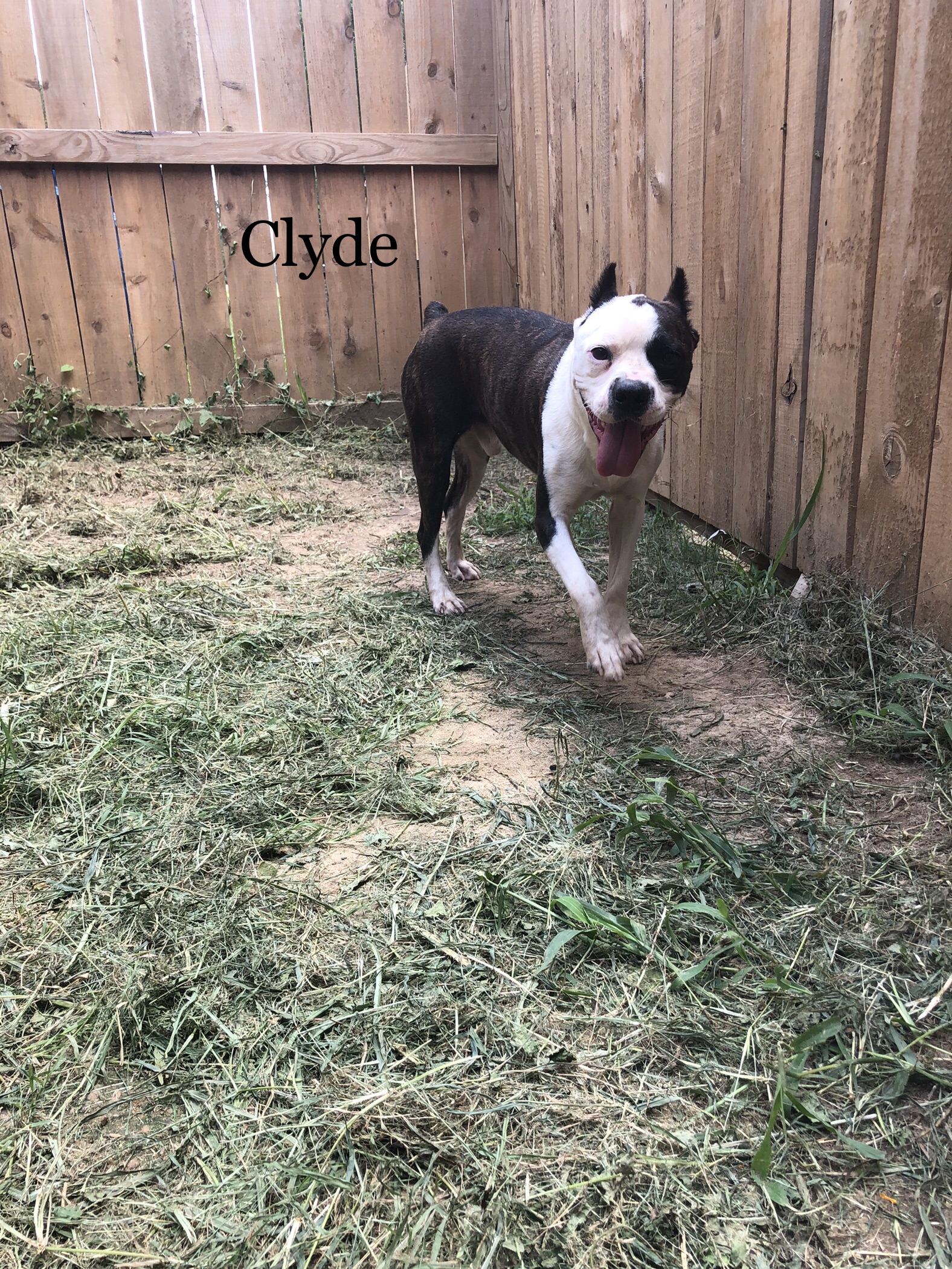 Bonnie&Clyde, an adoptable Boston Terrier, Pug in Willis, TX, 77378 | Photo Image 3
