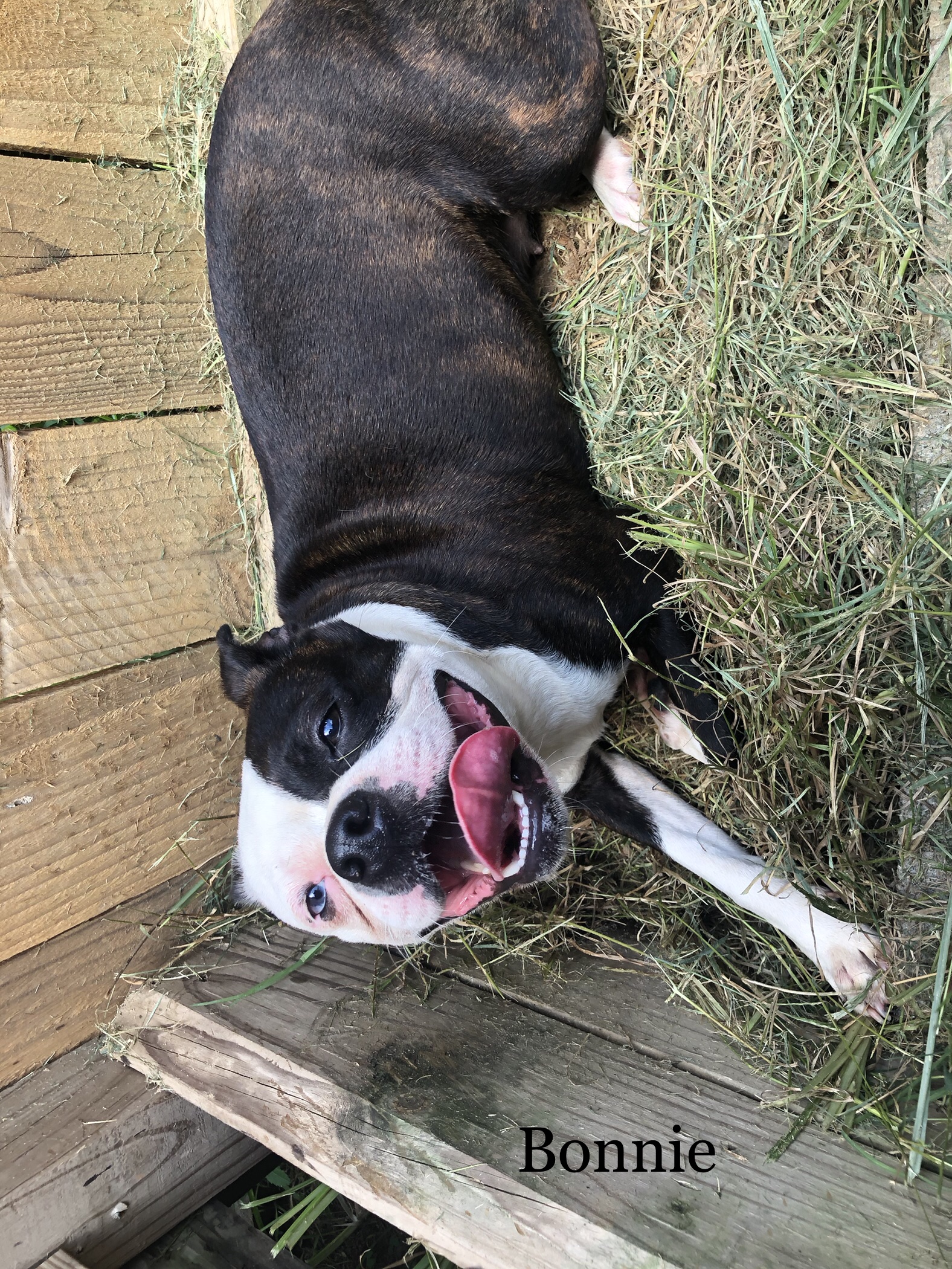 Bonnie&Clyde, an adoptable Boston Terrier, Pug in Willis, TX, 77378 | Photo Image 4