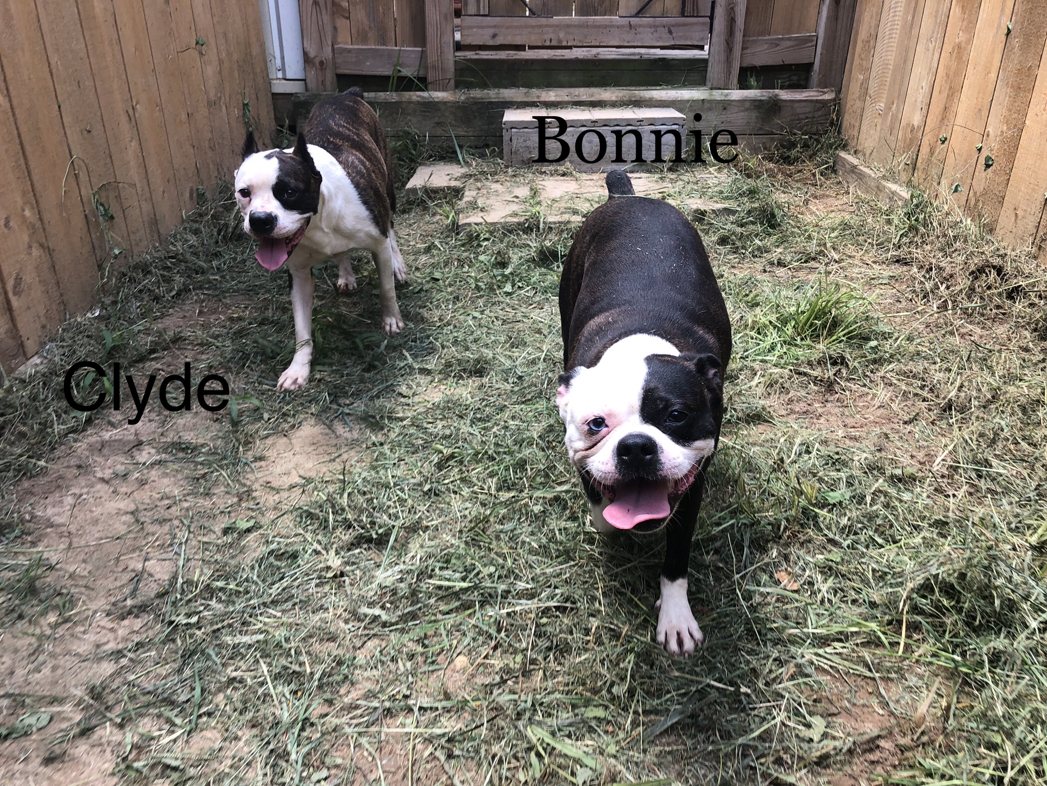 Bonnie&Clyde, an adoptable Boston Terrier, Pug in Willis, TX, 77378 | Photo Image 2