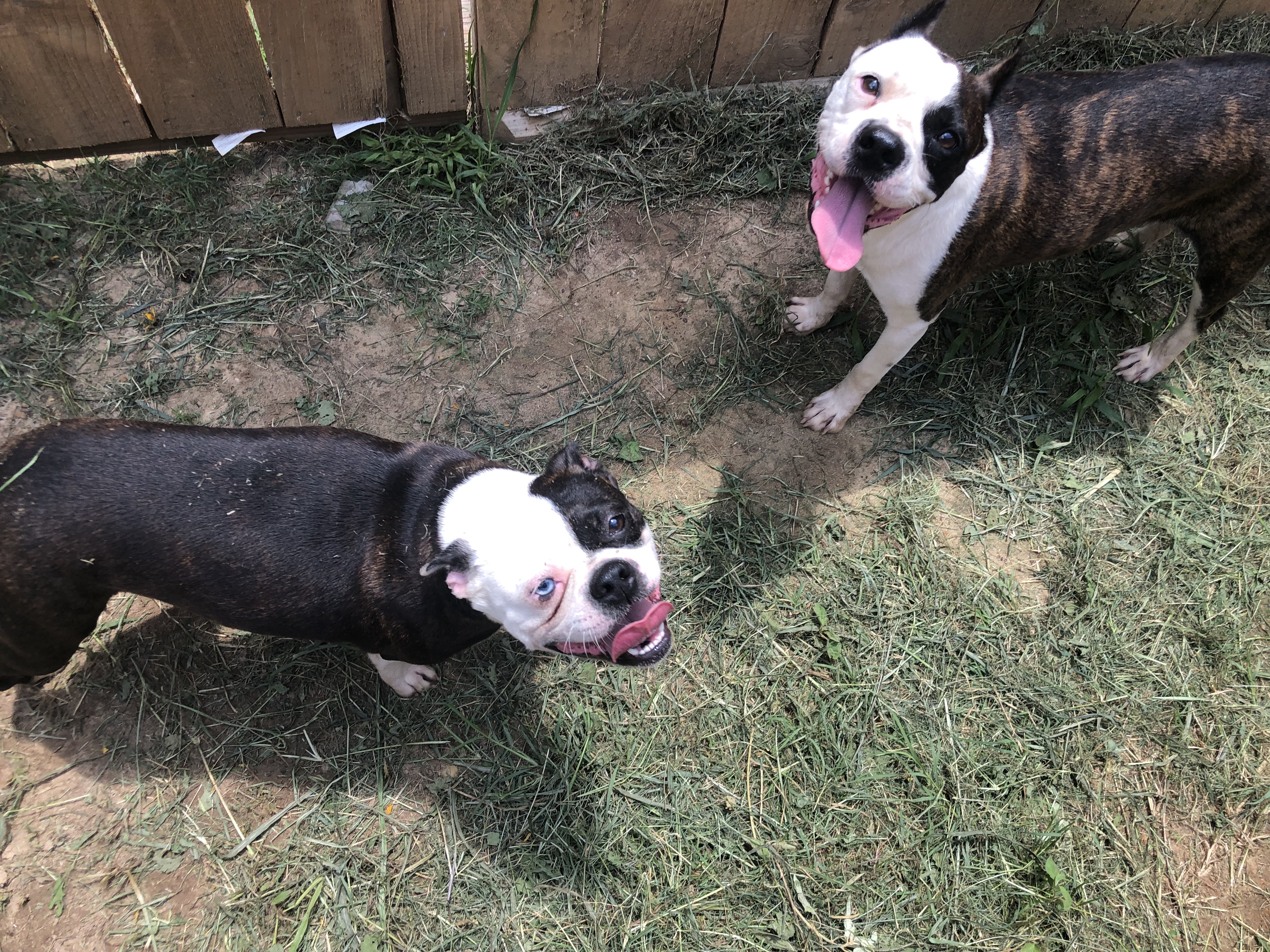 Bonnie&Clyde, an adoptable Boston Terrier, Pug in Willis, TX, 77378 | Photo Image 1