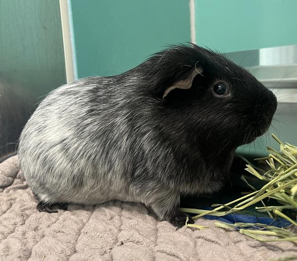 Gus Gus, Adoptable, Adult Male Guinea Pig.