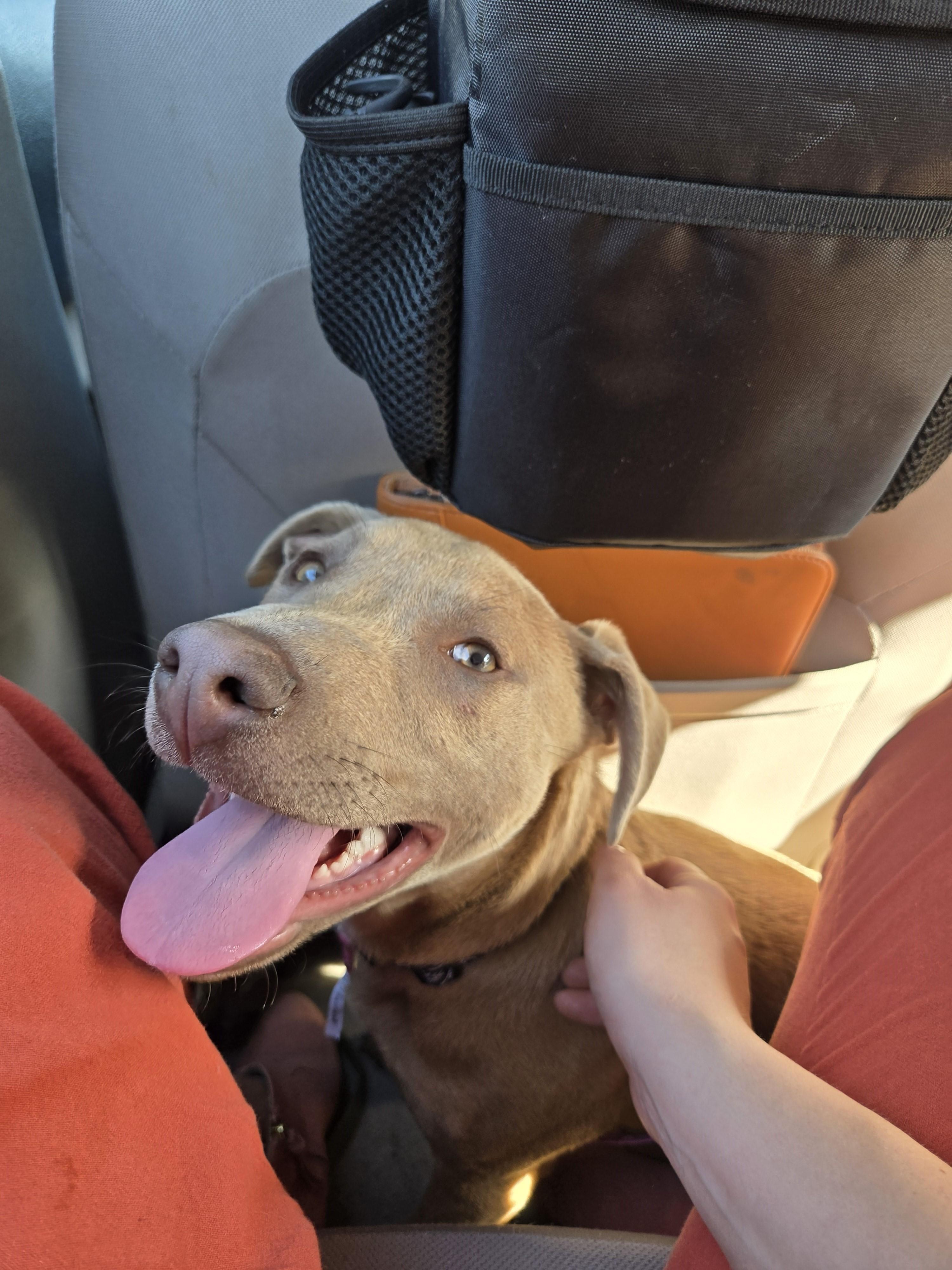 Enlarge Peter, a Adopted mixed breed in San Jose, CA image 1/1