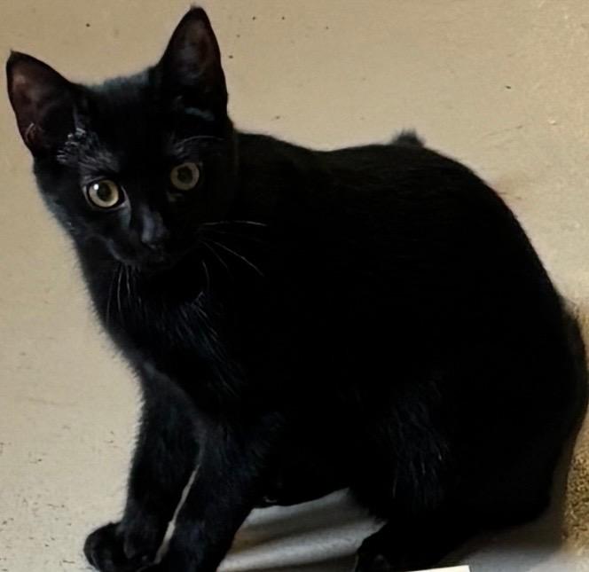 Enlarge DEMI, a Adoptable mixed breed in Elizabethton, TN image 2/2