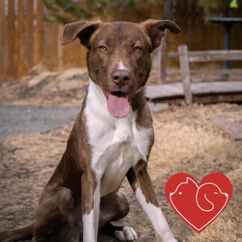 Creed, a Adoptable Mixed Breed in Cheyenne, WY image 1/6