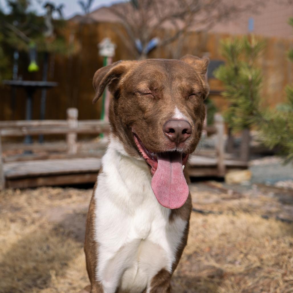 Creed, a Adoptable Mixed Breed in Cheyenne, WY image 2/6
