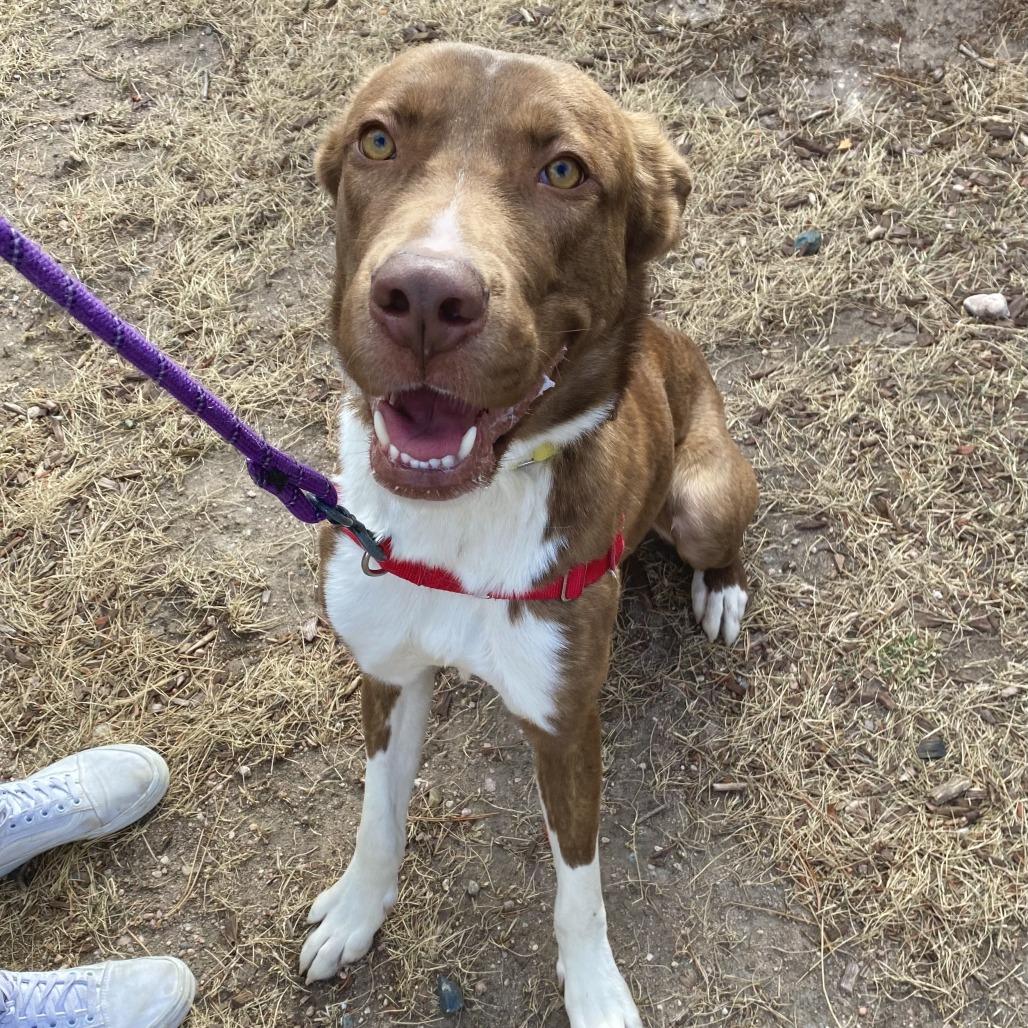 Creed, a Adoptable Mixed Breed in Cheyenne, WY image 3/6