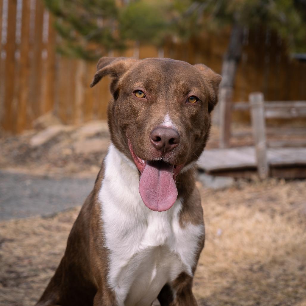 Creed, a Adoptable Mixed Breed in Cheyenne, WY image 4/6