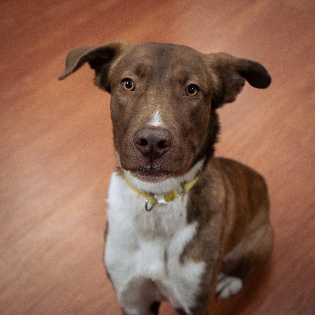Creed, a Adoptable Mixed Breed in Cheyenne, WY image 6/6