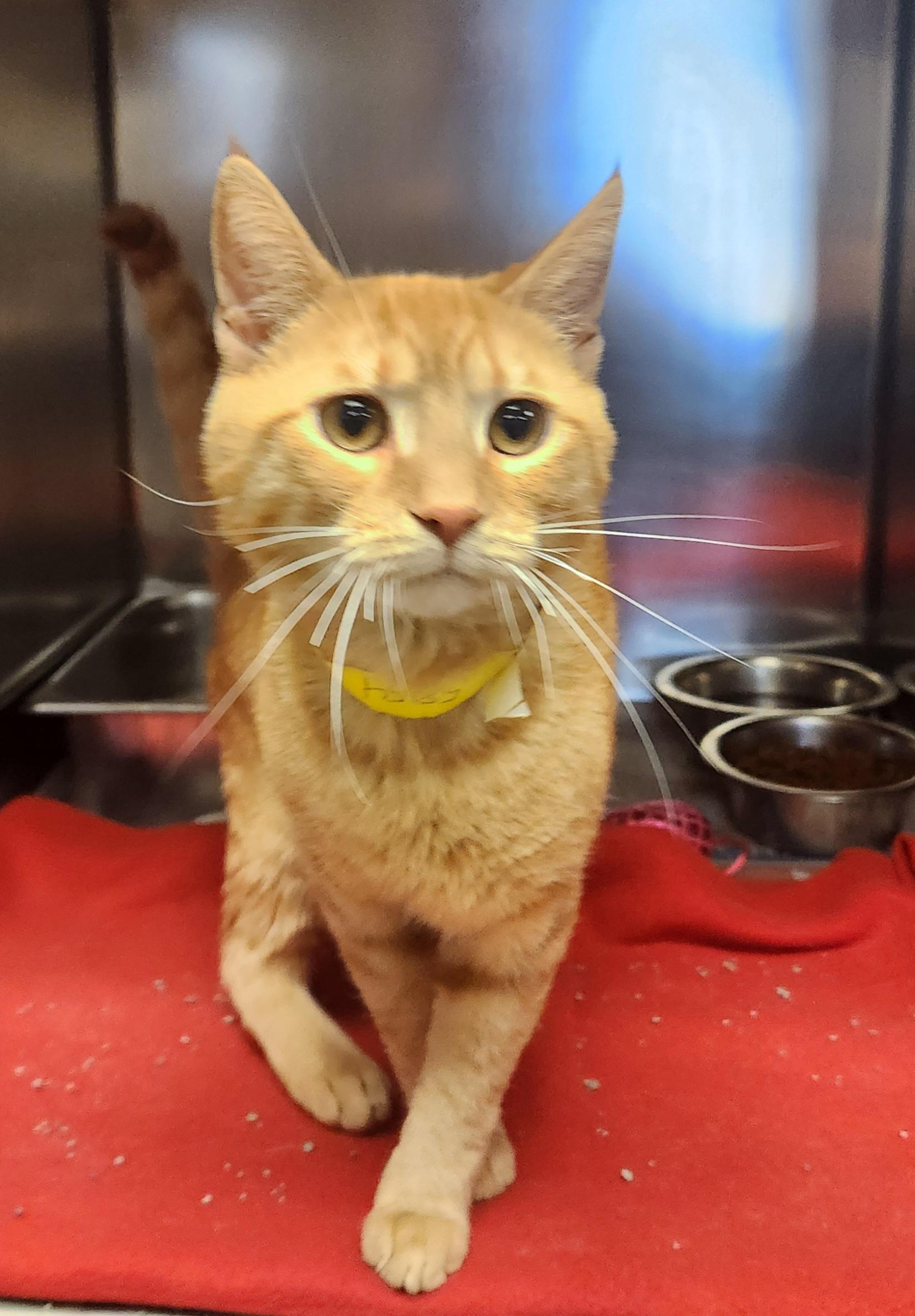 Arcturus, ADOPTABLE, Young Male Domestic Short Hair.