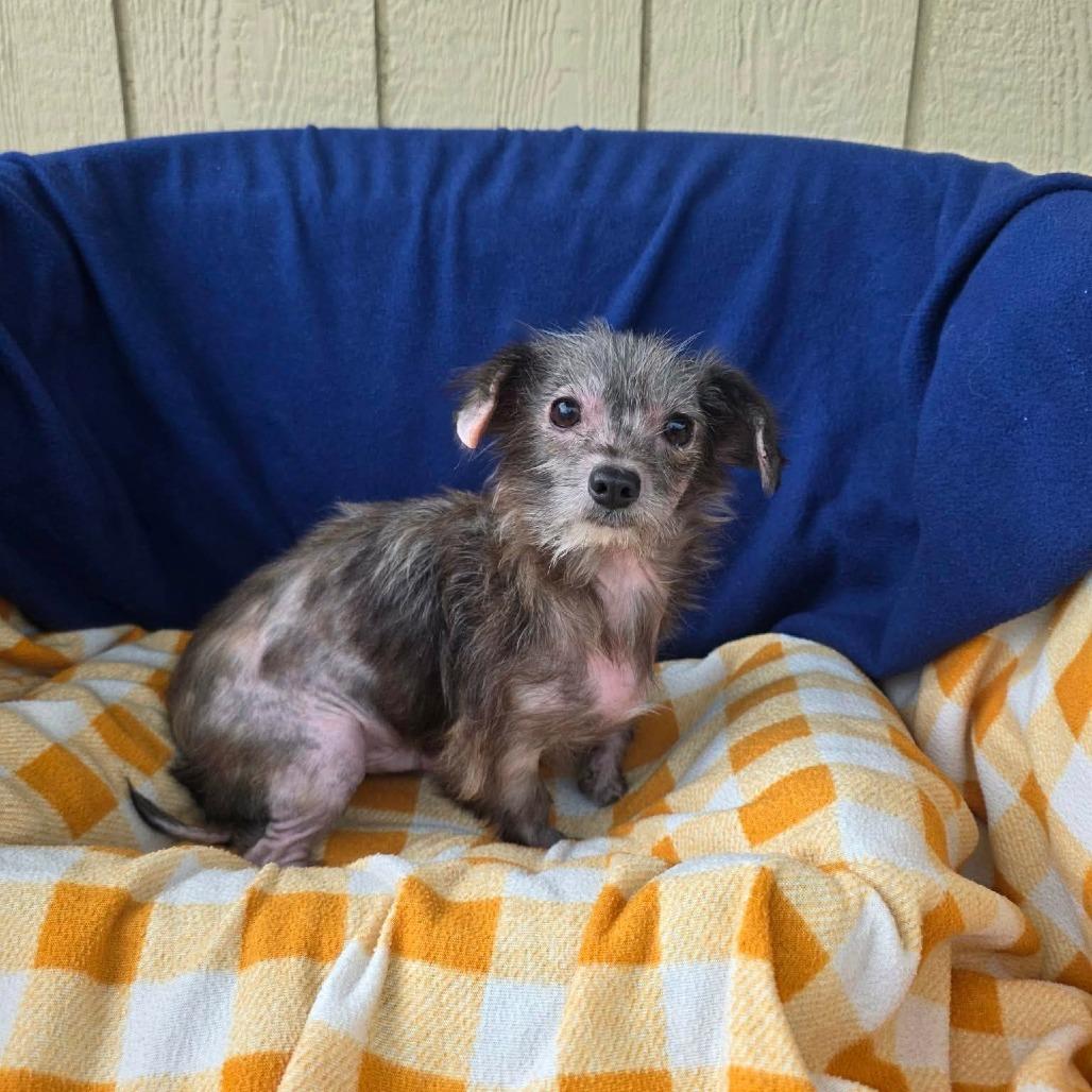 Boingo, Adoptable, Young Male Mixed Breed.